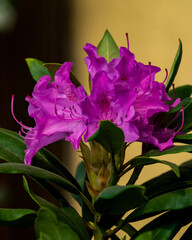 rododendron © Krzysztof Rostkowski