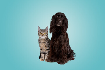 European short haired cat and a black cocker spaniel dog