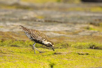 USA, Hawaii, Honokohau Bay. Pacific golden plover close-up.