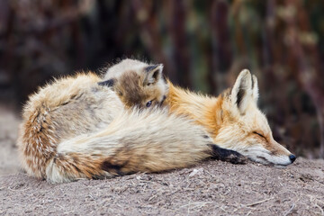 Nap time Almost - A red fox mother gets some much needed nap time but its kit has other ideas. Silverthorne, Colorado.
