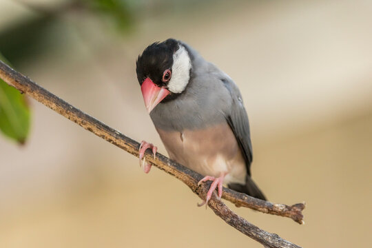 USA, Hawaii, Kona. Java sparrow close-up.