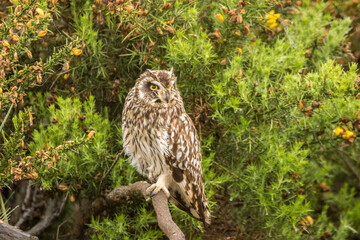 USA, Hawaii. short-eared owl or pueo.