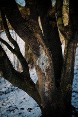 Pretty tree with a knothole next to a frozen lake in winter