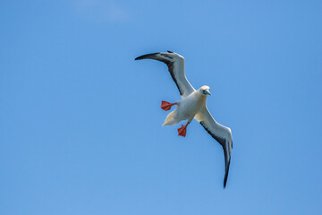 USA, Kauai, Kilauea Point National Wildlife Refuge. Red-legged booby flying.