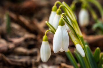 Fototapeta premium Snowdrop flowers close-up with a softly blurred background on an early spring afternoon