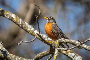 American robin on a branch
