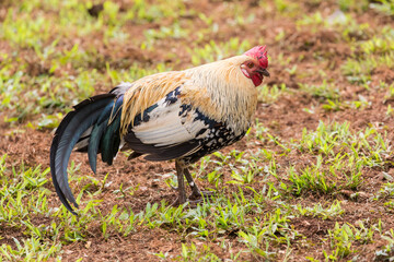 Kauai, Hawaii. Chickens