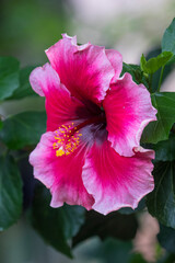 Hibiscus, Kauai, Hawaii