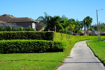 Fototapeta premium Green Ivy wall of a Florida community 