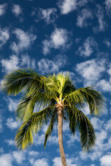 Fototapeta na wymiar Maui, Hawaii. Palm trees with white clouds and blue sky