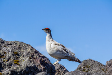 A ptarmigan bird watching curiously out of his hideout
