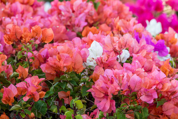 Bougainvillea flowering, Kihei, Maui, Hawaii.