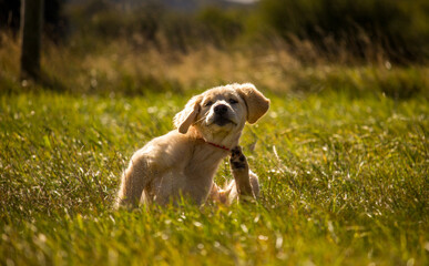 Golden Retriever puppy scratching in field dog