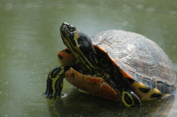 Obraz premium 池のカメ