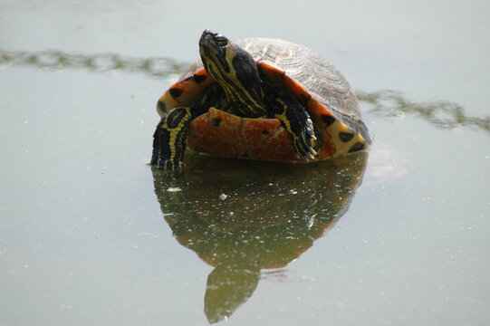 97 BEST テラピン水陸両用車 IMAGES, STOCK PHOTOS & VECTORS Adobe Stock