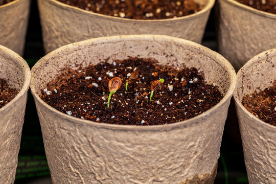 Swamp milkweed seedling growing in indoor greenhouse. Gardening and horticulture concept. - Powered by Adobe