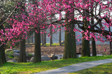 Naklejka premium Spring plum blossoms and park scenery in East Lake Plum Garden in Wuhan, Hubei