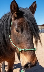 Closeup of brown horse's muzzle, forehead, eye, and mane.