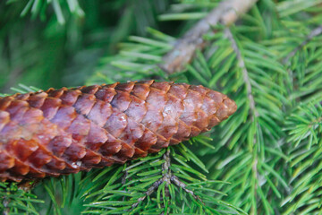 pine cones on a branch