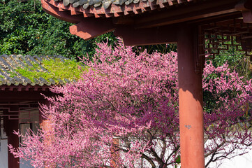 Spring plum blossoms and park scenery in East Lake Plum Garden in Wuhan, Hubei