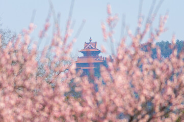 Spring plum blossoms and park scenery in East Lake Plum Garden in Wuhan, Hubei