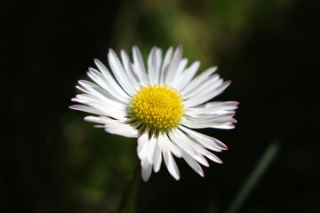 Obraz premium Kontrastowy kwiat.