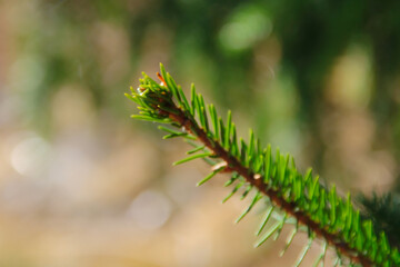 branch of pine