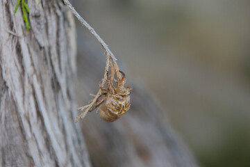 cicada on the branch