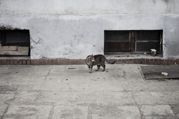 Bezdomny kot. © Bartomiej