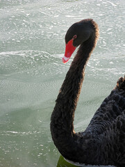Naklejka premium Black Swan - The side lighting down the beautifully arched neck has emphasized the striking image of this swan