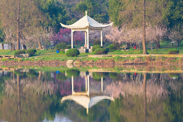 Spring plum blossoms and park scenery in East Lake Plum Garden in Wuhan, Hubei