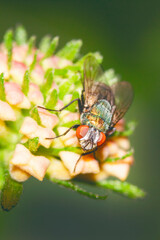 Mosca en flor lantana