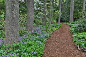 Mt. Cuba Center, Hockessin, Delaware. Along the woods path rimmed by wildflowers