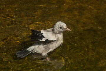 The Wattled starling (Creatophora cinerea).