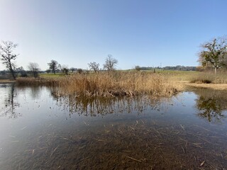 Natural landscape during late winter in the natural protection zone Aargau Reuss river plain...