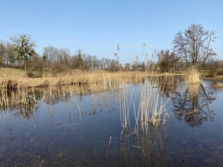 Natural landscape during late winter in the natural protection zone Aargau Reuss river plain...
