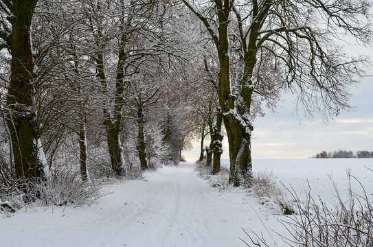 Countryside road through winter field with trees on the sides.