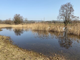 Natural landscape during late winter in the natural protection zone Aargau Reuss river plain...
