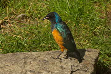 The Superb glossy-starling (Lamprospreo superbus).