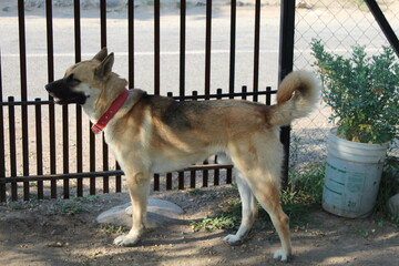 perro pastor guardian  mascota animal 