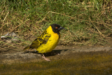 The Village Weaver (Textor cucullatus).