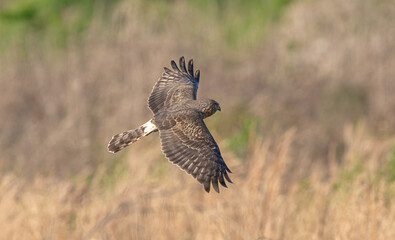 female adult northern harrier (Circus hudsonius) in flight over brown grass in meadow, feather detail showing white tail band, head slightly turned