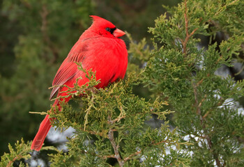 Northern Cardinal sitting on a fir branch in winter, Quebec, Canada