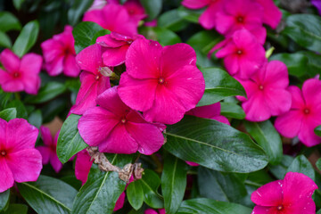 Beautiful red flowers background in spring 1 © URI