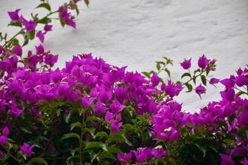 Violet flowers moving by the sea wind
