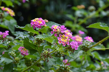 Pink flowers moved by the spring wind