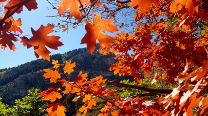 Autumn leaves in the foreground