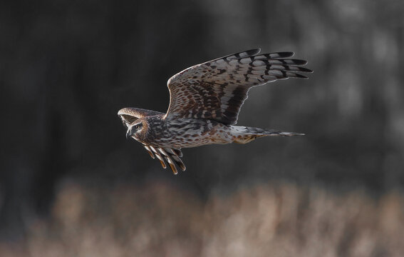 female adult northern harrier (Circus hudsonius) in flight over brown grass in meadow, feather detail showing white tail band, head slightly turned