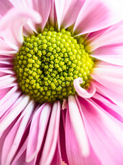 pink gerber daisy