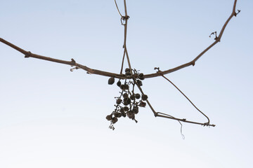 rotten and dried on a bunch of grapes. great light blue sky